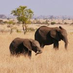 Why a Multi-Stakeholder Approach Is Key to Making Oral Health a National Priority